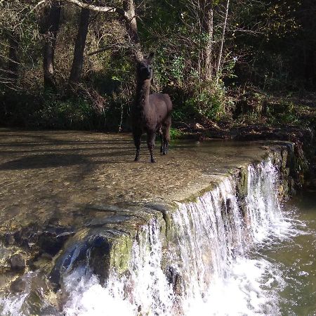 Chambre Cevennes: Piscine, Lamas, Riviere Cros  Exterior foto