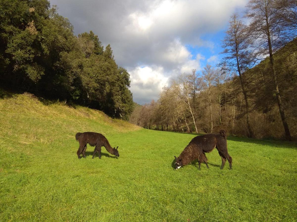 Chambre Cevennes: Piscine, Lamas, Riviere Cros  Exterior foto